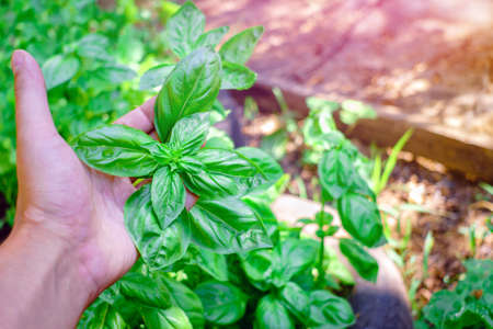 ripe fresh green Basil leaves. The cultivation of useful herbs harvestの写真素材