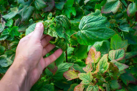 Damaged tree. Holes in green leaves. Currant leaf pest infestedの写真素材
