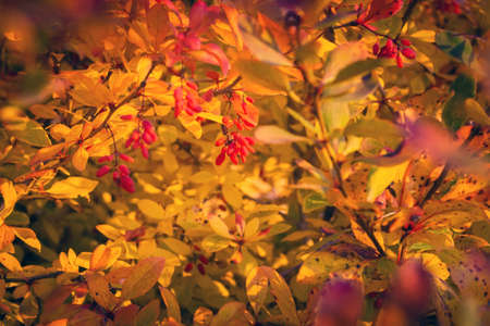 Barberry Berberis vulgaris branch fresh ripe berries natural green background Berberis thunbergii Latin Berberis Coronita Barberry berries fruits bush colorful floral autumn season shallow focusの写真素材