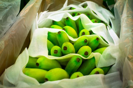 unripe green yellow bananas on the market counter. Background fruit saleの写真素材
