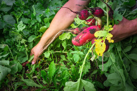 farmer holding with fresh seasonal vegetables in her hands, selective focus, square crop. Organic produce or local market conceptの写真素材