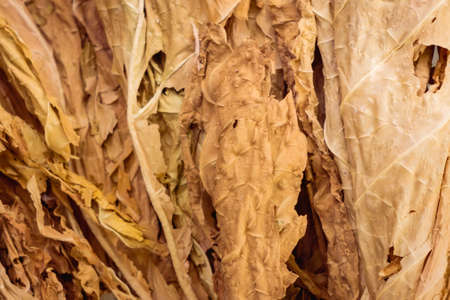 Dried tobacco leave with fine visible structure details Abstract textured background Close up for backgrounds Solonaceae, Nicotiana tabacumの写真素材