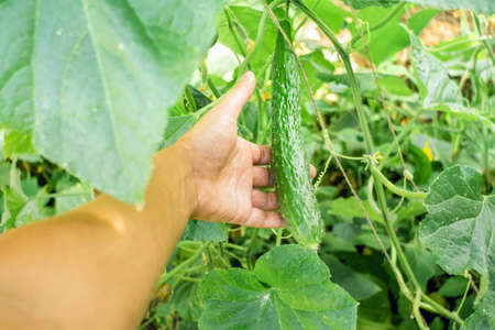 Growing cucumbers and harvesting. Organic production. Ecological products.の写真素材