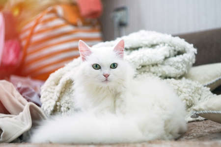 Portrait of a young white cat looking straight into the camera. He is laying on the couchの写真素材