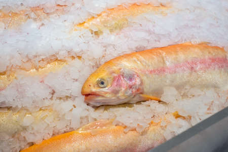 Salmon fish, Salmon Fish scale texture and ice. Adler amber