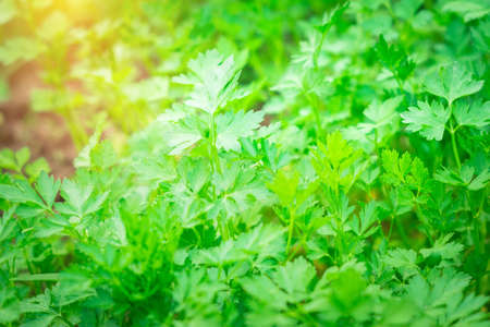 Fresh parsley, green a nature background. Useful spices for salads. The concept of beneficial fresh herbsの写真素材