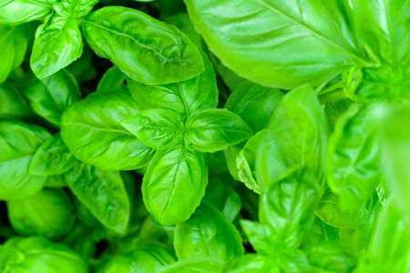 green Basil close up selective focus background texture spice selective focusの写真素材