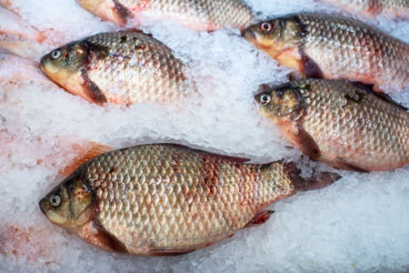 Fresh organic fishes carp on ice on fresh market, background. Sea fishes texture. A lot of organic carpの写真素材