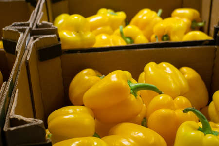 Fresh yellow pepper lying on the market counter. Yellow pepper , bright healthy vegetables and vegetatarian.の写真素材