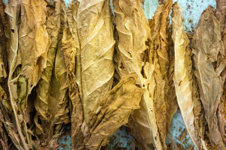 tobacco leaves waiting to be dried. Drying tobacco. Natural smoking ingredient.の写真素材
