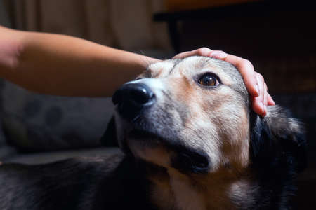 Dog at home stroking hand, pet. Favorite pet close upの写真素材