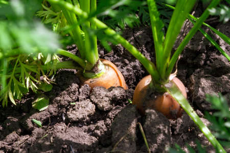 crop of ripe carrots close-up. carrots in the garden growing organic vegetablesの写真素材