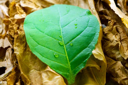 leaves of fresh tobacco closeup of tobacco leaves. Drying tobacco. Natural smoking ingredient.の写真素材