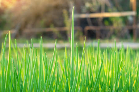plantation of onions in the orchard.Cultivation of organic vegetables for domestic use.