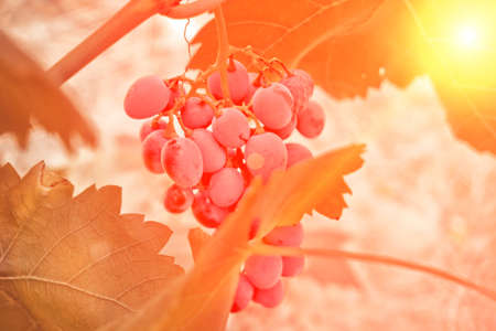 Bunches of ripe black grapes hang on a branch against the backdrop of a vineyard.