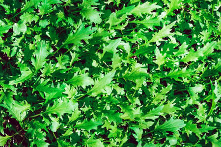 green background texture of the leaves of the arugula salad. healthy dietの写真素材