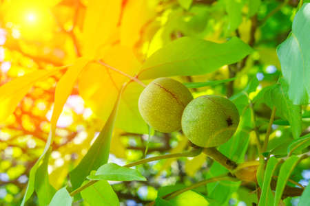 ripe walnuts on the tree. growing organic nuts and fruits on a natural background