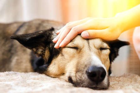 portrait of cute smiling dog on couch. Pet care and animals concept. the love of a petの写真素材