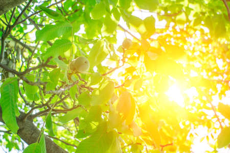 Green walnuts ripen, on branch of tree with green leaves close-up with rays of bright sun. Concept of growingの写真素材