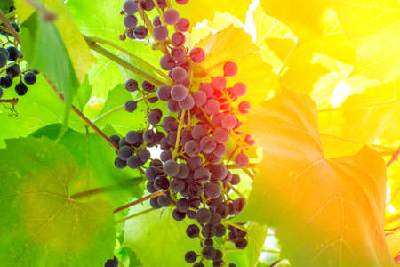 black grapes close-up in bright sunlight, on a natural background. growing organic fruit for wine and juiceの写真素材