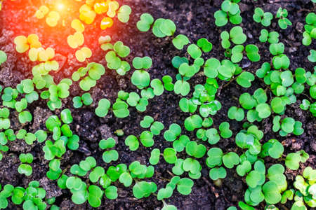 first lettuce leaves growing plants background. the first stirrings of spring