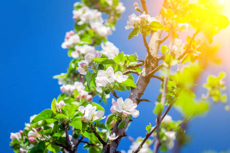 Blooming branch of apple at spring garden against unfocused green backgrounds grass. bright sun...