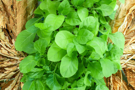 Virginia Tobacco, Nicotiana tabacum, cultivated tobacco. Young Virginia Tobacco plant