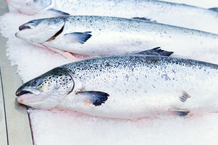 Raw fish pink salmon ready for sale in the supermarket. Close-up shot. Shop window with fish products.の写真素材