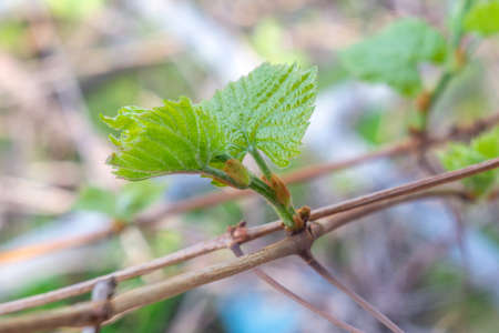 leaves of grapes in the vineyard. grape growingの写真素材