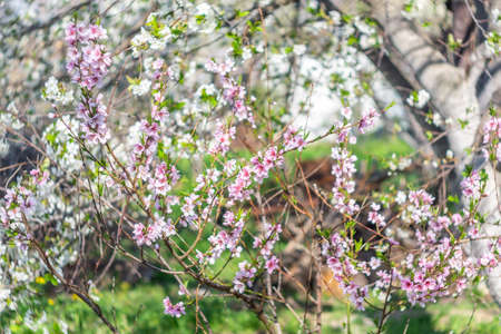 pink peach tree flowers nature scene with a blooming tree and solar flares. Spring flowers. Beautiful garden. Abstract blurred background.の写真素材
