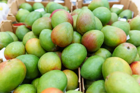 green mango fruit on the shelves. Colorful food, healthy lifestyle.の写真素材