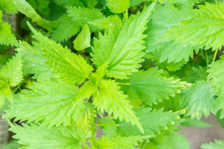 nettle dioecious Urtica dioica with green leaves grows in natural thickets.