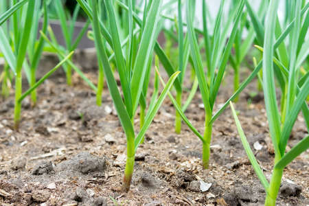 sprouts of garlic grow on a bed in the spring in the garden. growing organic plants and vegetablesの写真素材