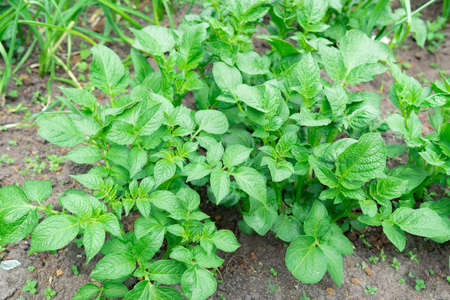 potato plant growing on the soil.Potato bush in the garden.Healthy young potato plant in organic farmの写真素材