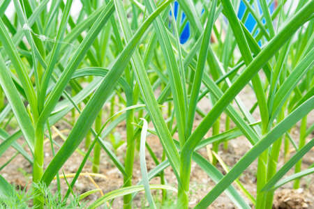 Green garlic grows in the ground in spring, close up. Organically grown garlic plantation in the vegetable garden.の写真素材