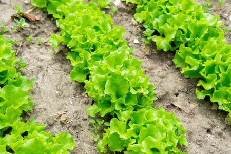 Green Lettuce leaves on garden beds in the vegetable field. Gardening green Salad plants in the open ground.の写真素材