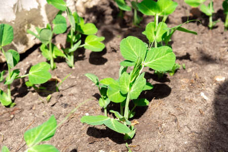 agricultural field on which grows a small green pea sprout. Spring