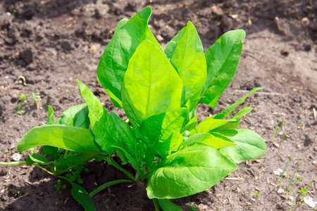 Spinach growing in garden. Fresh natural leaves of spinach growing Bio spanach.