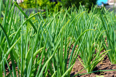 onion close-up. Green onions growing on a bed in the soil. growing vegetables on an organic farm