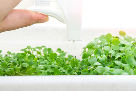 spraying micro greens from a spray bottle. growing micro green at home. Vegan and healthy eating concept. Growing sprouts. Organic foodsの写真素材