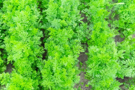 young carrots grow in the field on a sunny day. Vegetable rows. Growing vegetables. Farm. Crops...