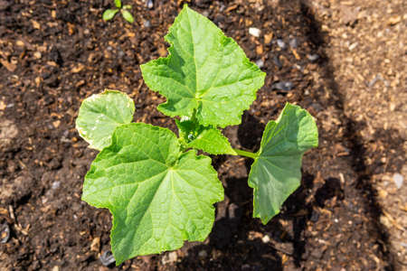 cucumber leaves, flowering growing organic vegetables in the garden. Agriculture farm