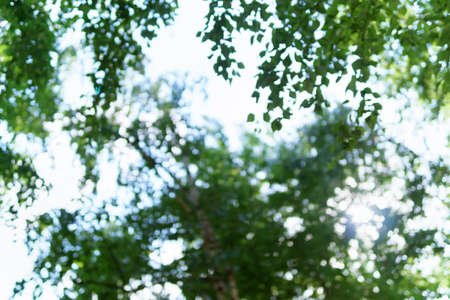 nature view of green leaf on blurred greenery background in garden green plants landscape, ecology,...