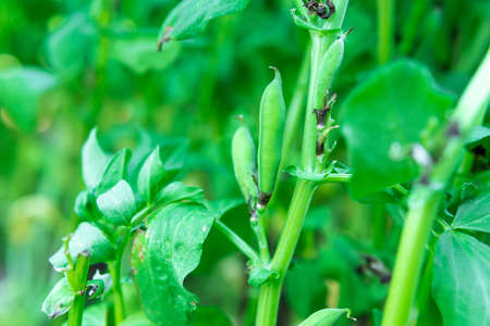 Ripening large pods of Broad beans, a species of flowering plant in the pea and bean family Fabaceaeの写真素材