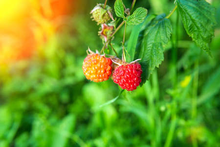 Growing organic berries close-up. Ripe raspberries in the orchardの写真素材