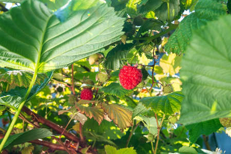 Raspberries on a branch in the garden. Red berry with green leaves in the sun.