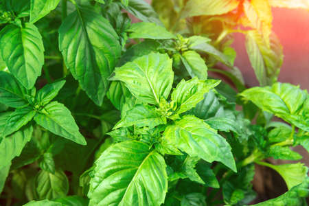 Green seedlings of basil. Close up photo of plants. selective focus. Basil leaves. copying space