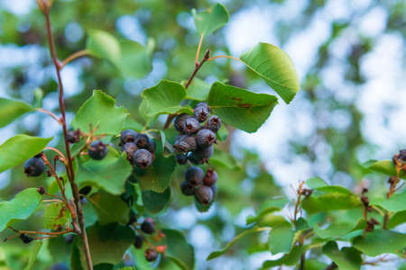 dwarf shadbush, chuckley pear, or western juneberry is a shrub with edible berry-like fruit, native...