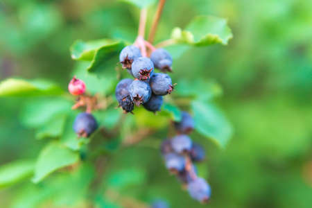 Amelanchier alnifolia, the saskatoon, Pacific serviceberry, western serviceberry on the branches of a tree harvest berries. selective focusの写真素材