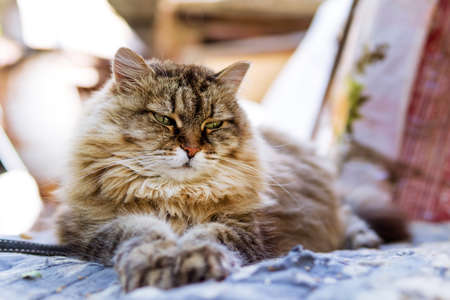 brown black fluffy Siberian cat lying in the sun. selective focus. pet. portraitの写真素材
